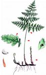 Berg-Blasenfarn - Cystopteris montana (Lam.) Desv. 