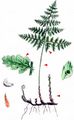 Mountain Bladder-Fern - Cystopteris montana (Lam.) Desv.
