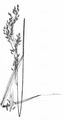 Wood Fescue - Drymochloa sylvatica (Pollich) Holub