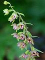 Dark-Red Helleborine - Epipactis atrorubens (Hoffm.) Besser