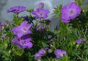 Bloody Crane's-Bill - Geranium sanguineum L.