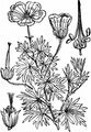 Bloody Crane's-Bill - Geranium sanguineum L.