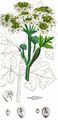 Hogweed - Heracleum sphondylium L.