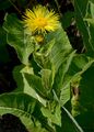 Elecampane - Inula helenium L.