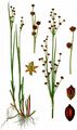 Alpen-Binse - Juncus alpinoarticulatus Chaix