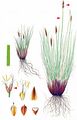 Bellardi Bog Sedge - Kobresia myosuroides (Vill.) Fiori