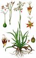 Great Wood-Rush - Luzula sylvatica (Huds.) Gaudin