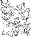 Yellow Pimpernel - Lysimachia nemorum L.