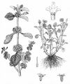 White Horehound - Marrubium vulgare L.