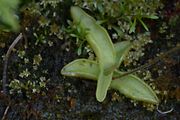 Alpen-Fettkraut - Pinguicula alpina L.