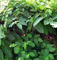Japanese Knotweed - Reynoutria japonica Houtt.