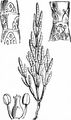 Europäischer Queller - Salicornia europaea L.