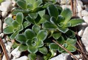 Kies-Steinbrech - Saxifraga mutata L.