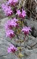 Large Thyme - Thymus pulegioides L.