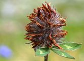 Red Clover - Trifolium pratense L.