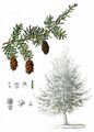 Eastern Hemlock-Spruce - Tsuga canadensis (L.) Carrière