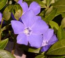 Lesser Periwinkle - Vinca minor L.