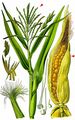Maize - Zea mays L.
