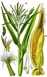 Mais - Zea mays L. 