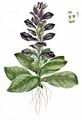 Pyramidal Bugle - Ajuga pyramidalis L.