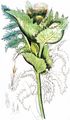 Kohl-Kratzdistel - Cirsium oleraceum (L.) Scop.