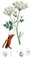 Gefleckter Schierling - Conium maculatum L.