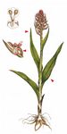 Fleischrotes Knabenkraut - Dactylorhiza incarnata (L.) Soó 