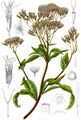 Gewöhnlicher Wasserdost - Eupatorium cannabinum L.