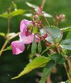 Indian Balsam - Impatiens glandulifera Royle