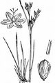 Round-Fruited Rush - Juncus compressus Jacq.