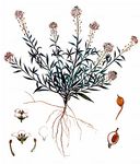 Strand-Silberkraut - Lobularia maritima (L.) Desv. 
