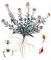 Sweet Alison - Lobularia maritima (L.) Desv.