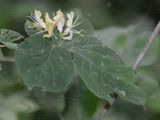 Fly Honeysuckle - Lonicera xylosteum L.