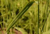 Wald-Flattergras - Milium effusum L.
