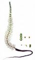 Whorled Water-Milfoil - Myriophyllum verticillatum L.