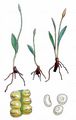 Adder's-Tongue - Ophioglossum vulgatum L.
