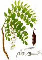 False-Acacia - Robinia pseudoacacia L.