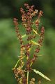 Broad-Leaved Dock - Rumex obtusifolius L.