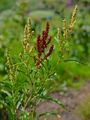Weidenblatt-Ampfer - Rumex triangulivalvis (Danser) Rech. f.