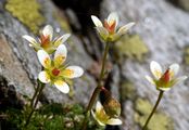 Moos-Steinbrech - Saxifraga bryoides L.