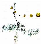 Bremis Wasserschlauch - Utricularia bremii Heer 