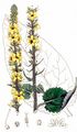 Dark Mullein - Verbascum nigrum L.