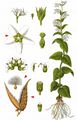 White Swallow-Wort - Vincetoxicum hirundinaria Medik.