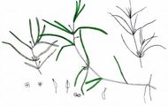 Horned Pondweed - Zannichellia palustris L.