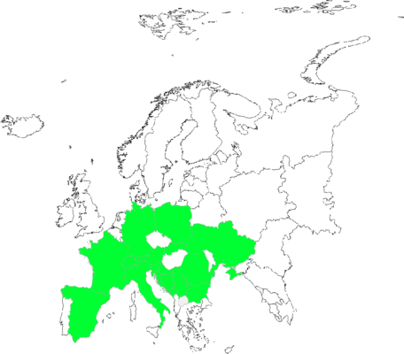 Alchemilla connivens