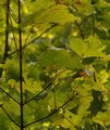 Sugar Maple - Acer saccharum Marshall