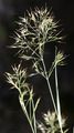 Spear Grass - Achnatherum calamagrostis (L.) P. Beauv.