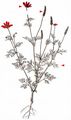 Large Pheasant's-Eye - Adonis flammea Jacq.