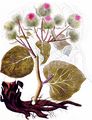 Große Klette - Arctium lappa L.