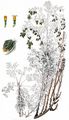 Strand-Beifuß - Artemisia maritima L.